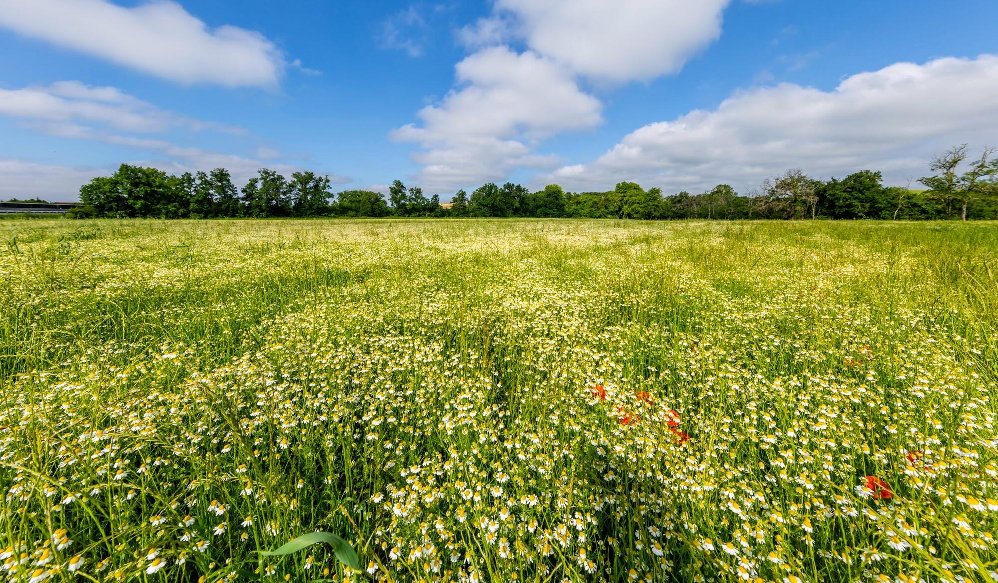 kl_chamomile_active-ingredient_field_plant_2019 -9- 1920x882